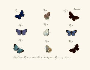Papillons