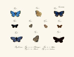 Papillons