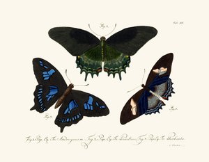 Papillons