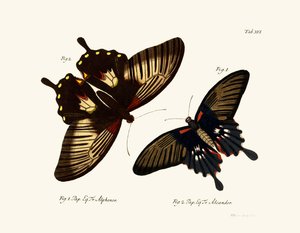 Papillons - German School