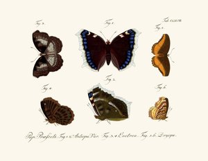 Papillons