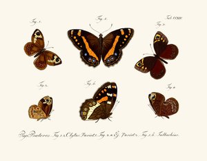 Papillons