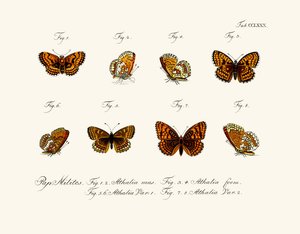 Papillons - German School