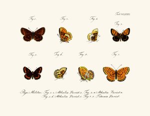 Papillons