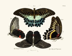 Papillons