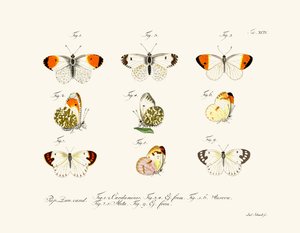 Papillons - German School
