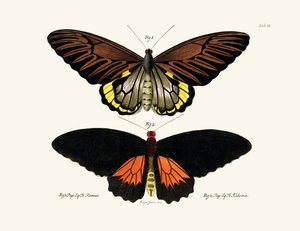 Papillons