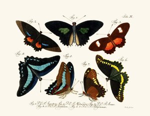 Papillons