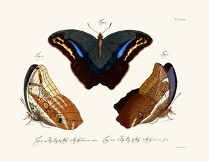 Papillons