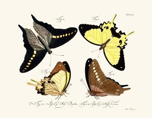 Papillons