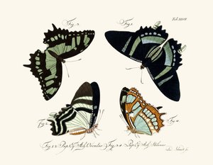 Papillons
