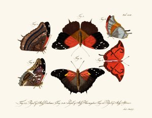 Papillons