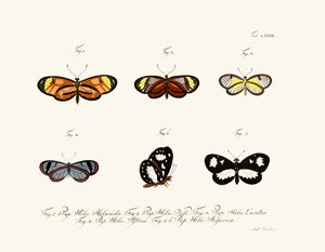 Papillons