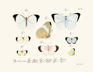 Papillons