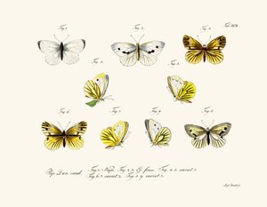 Papillons - German School