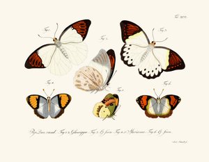 Papillons - German School