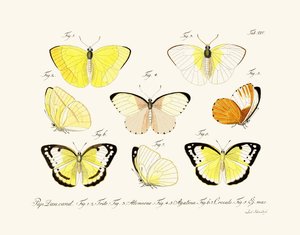 Papillons