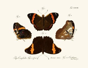 Papillons - German School