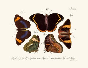 Papillons