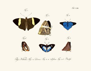 Papillons