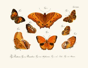 Papillons - German School