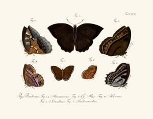 Papillons