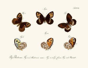 Papillons