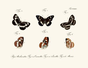 Papillons