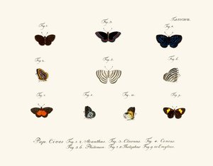 Papillons