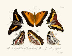 Papillons