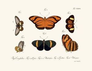Papillons