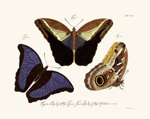 Papillons