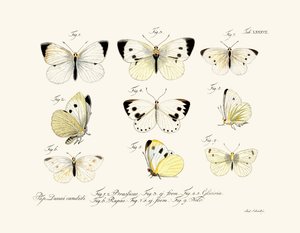 Papillons - German School