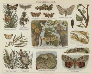 Papillons et mites - German School