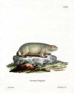 Marmotte canadienne
