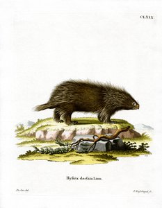 Porc-épic canadien