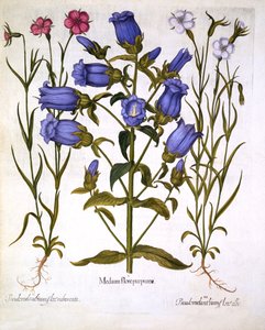 Canterbury Bells et Corn Cockles, de Hortus Eystettensis, par Basil Besler, pub. 1613 - German School