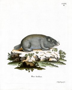 Rat-taupe du Cap
