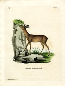 Grysbok du Cap