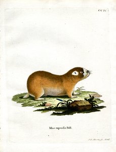 Rat-taupe du Cap