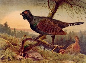 Grand Tétras, planche de Brehms Tierleben: Allgemeine Kunde des Tierreichs, vol.5, p.474, publié par Bibliographisches Institut, 1892
