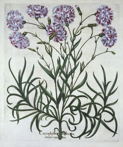 Œillet, de Hortus Eystettensis, par Basil Besler (1561-1629), pub. 1613 - German School