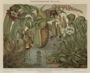 Plantes carnivores - German School