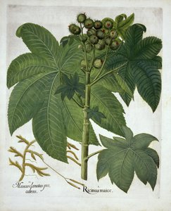 Castor Oil Plant, de Hortus Eystettensis, par Basil Besler, pub. 1613