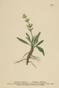 Nard celtique (Valeriana celtica)