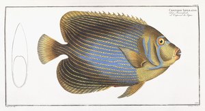 Chaetodon Imperator