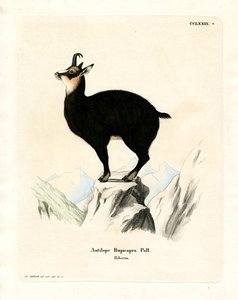 Chamois - German School