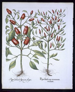 Plantes de piment, du Hortus Eystettensis par Basil Besler (1561-1629), pub. 1613 (gravure en couleur) - German School