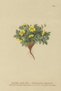 Potentille (Potentilla frigida) - German School