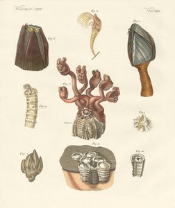 Cirrhipodes, vers à soies ou brachiopodes